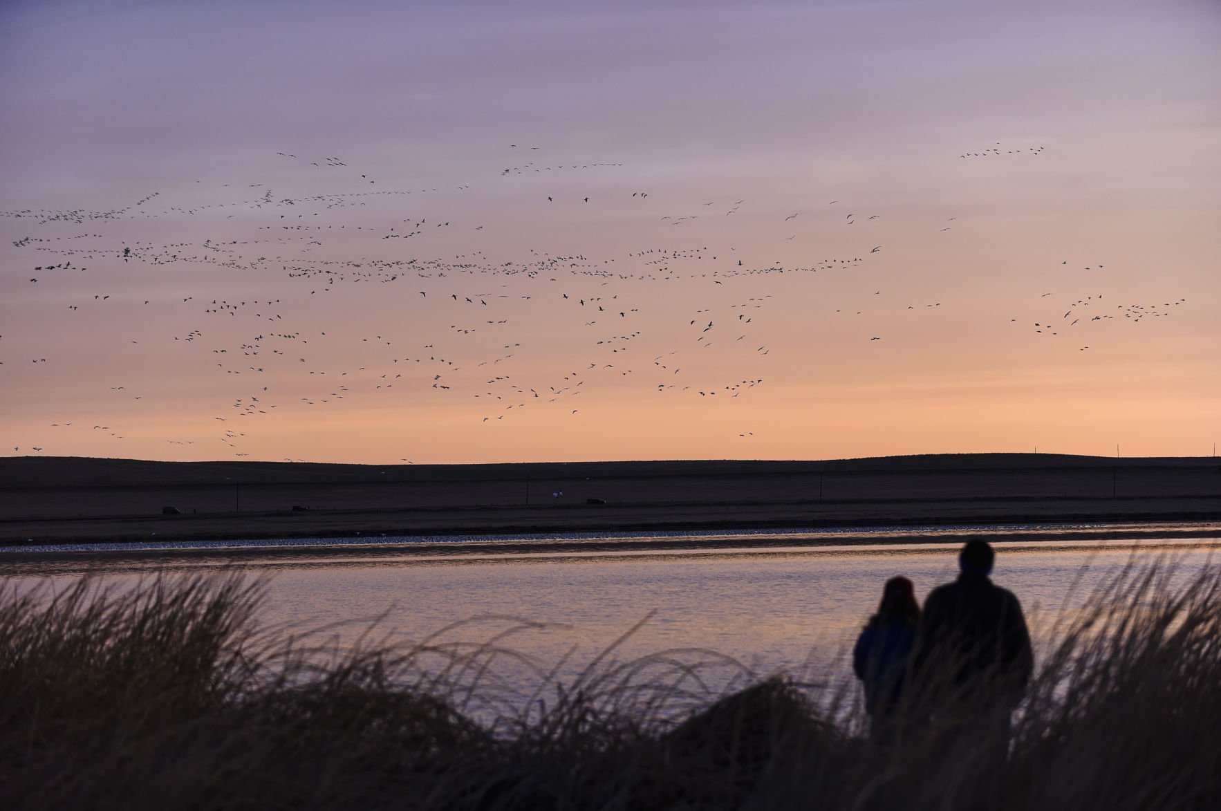 Freezout Lake Snow Goose Migration